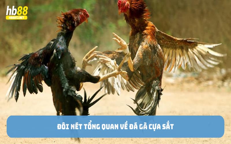 Đôi nét tổng quan về đá gà cựa sắt